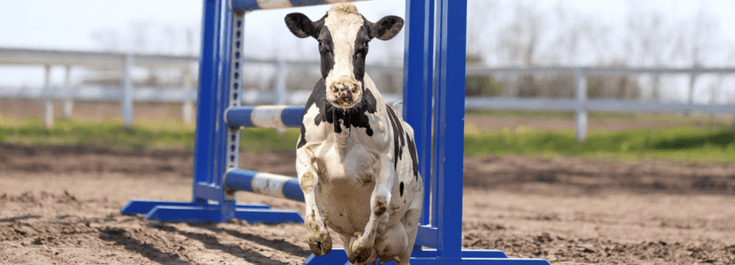 La vaca que se cree un caballo