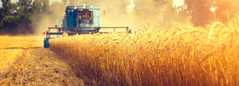 Final del año agrícola con buenas disponibilidades globales en todas las materias primas - Previsión de septiembre