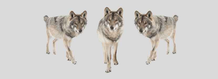 Bruselas se abre a rebajar la protección del lobo porque ciertas manadas son un “peligro”