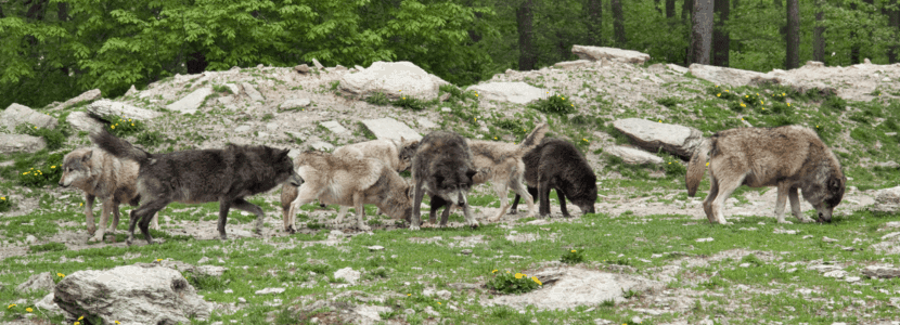 Cantabria sigue insistiendo en sacar al lobo