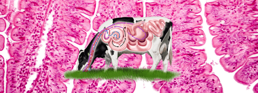 Fisiologia digestiva II