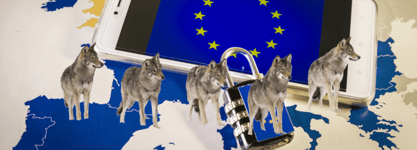 Los ataques al ganado suben el 14% desde la protección del lobo