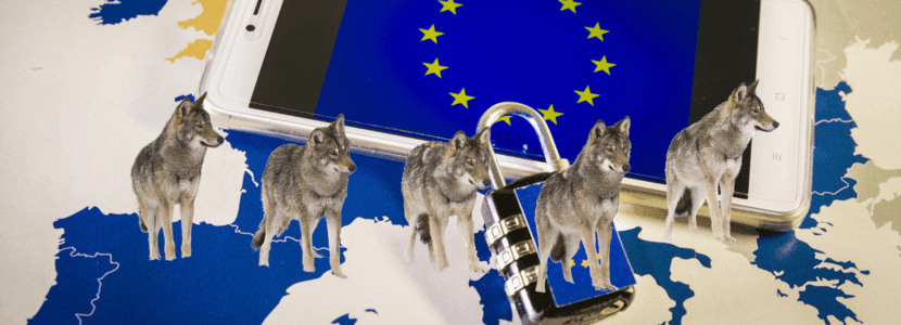 Los ataques al ganado suben el 14% desde la protección del lobo