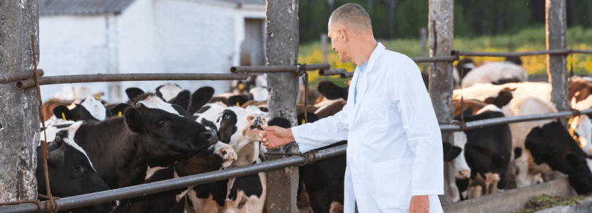 Piden a la Generalitat recordar la obligatoriedad de contar con un veterinario de explotación