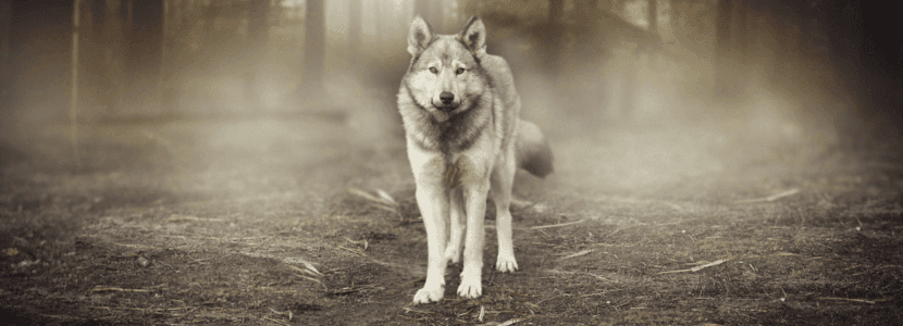 Siguen los ataques del lobo al ganado en la Sierra Norte