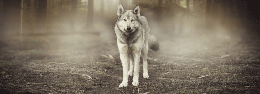 Siguen los ataques del lobo al ganado en la Sierra Norte