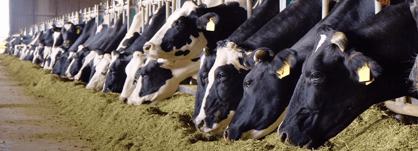 SILVAIR®, herramienta nutricional de Cargill diseñada para reducir la producción de metano, disminuyendo el impacto ganadero en el medioambiente