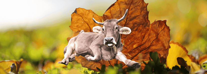 No se va a exponer ganado en la Feria de Otoño de Biescas