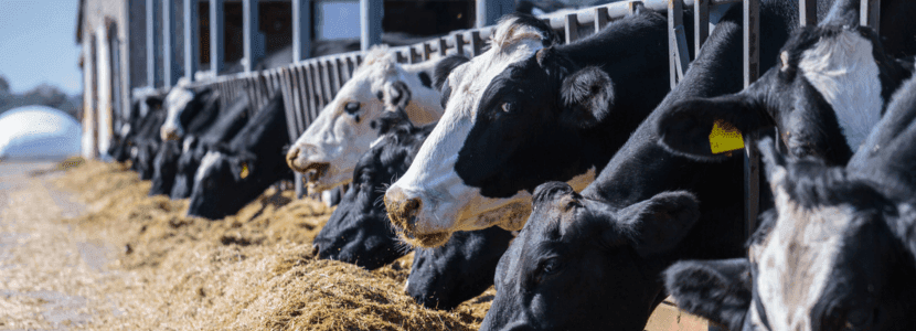 Producción lechera: calidad de la leche (IV)