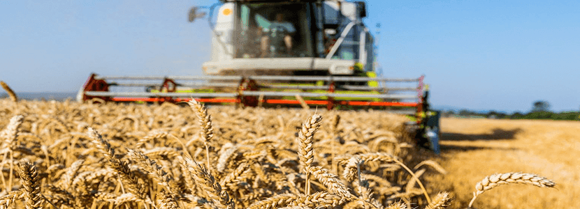 Previsión materias primas diciembre - Los cereales continúan liderados por la presión de la oferta y la soja se desinfla lentamente