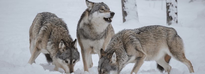 Bruselas propone que el lobo pase de estar “estrictamente protegido” a “protegido”
