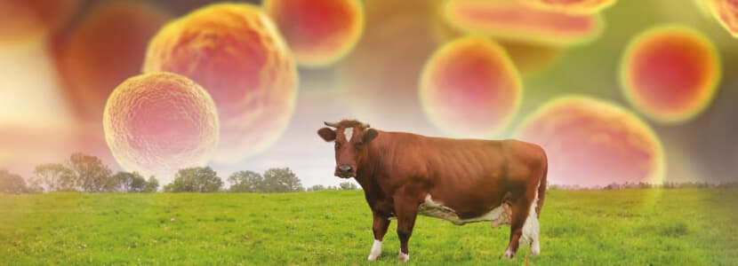 Caracterizando el papel epidemiológico de Mycoplasma bovis para mejorar el control del complejo respiratorio bovino
