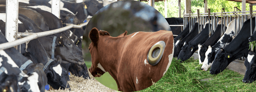 Motilidad gastrointestinal de los rumiantes