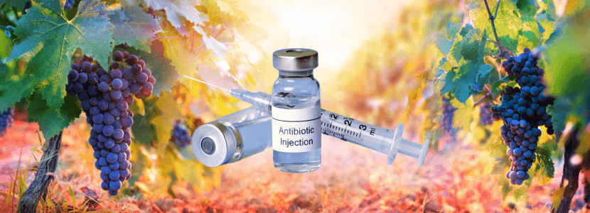 Reducción del uso de antibióticos con el extracto de uva