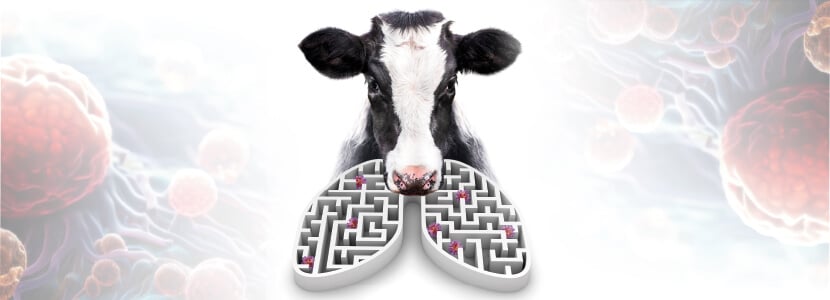 Síndrome respiratorio bovino - Importancia del manejo: desde la vaca hasta el cebadero