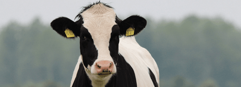 ¿Harina de pescado en la alimentación bovina?