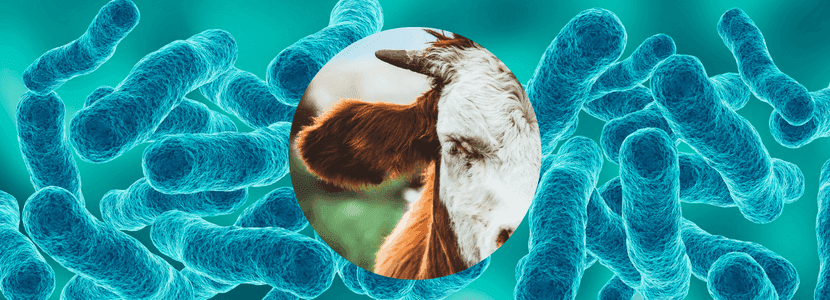 Astúrias sólo exigirá muestreo en explotaciones de riesgo de Tuberculosis