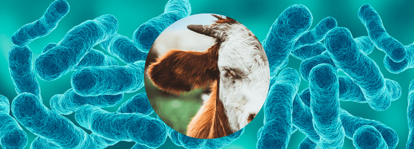 Astúrias sólo exigirá muestreo en explotaciones de riesgo de Tuberculosis