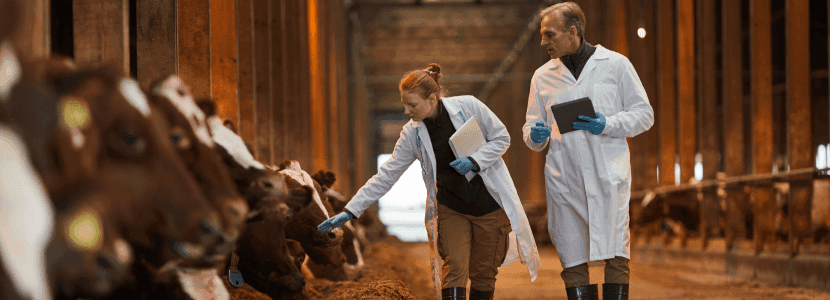 El veterinario de explotación según el Real Decreto 364/2023