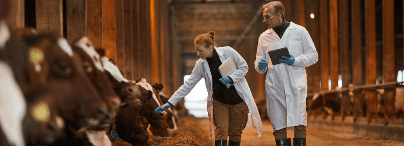 El veterinario de explotación según el Real Decreto 364/2023