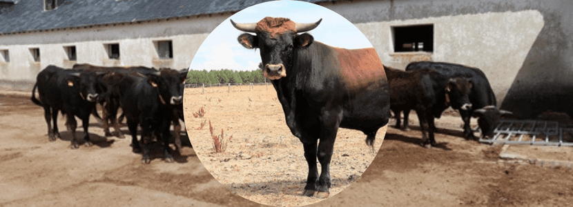 La vaca Mantequera Leonesa