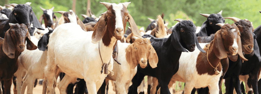 Se actualizan las medidas de control de viruela ovina y caprina