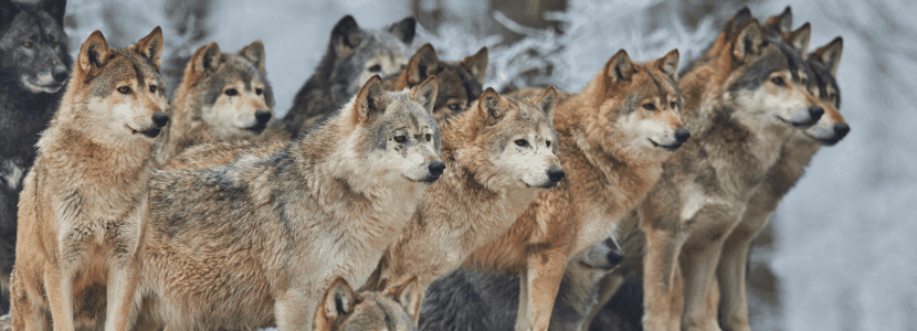 Abierto el plazo en Galicia de las ayudas para proteger al ganado de ataques de lobo
