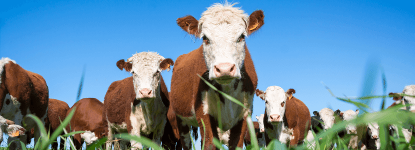 Explotaciones ganaderas como pieza clave para mantener la biodiversidad