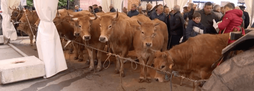 La Feria de San Blas en Tuña
