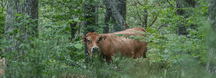 Palencia vuelve a exigir sacar al lobo del LESPRE