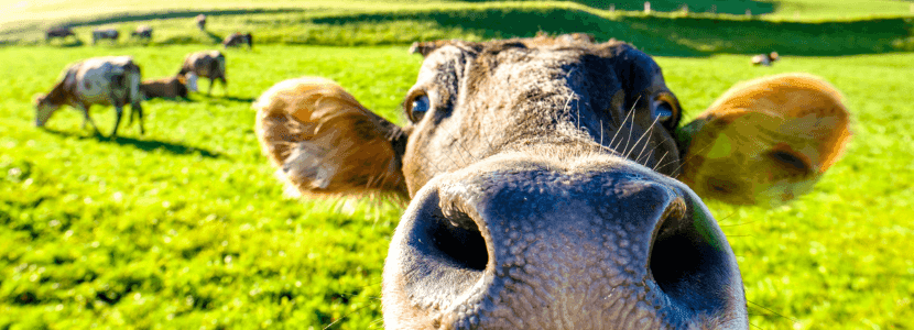 Se puede predecir e influir en la resistencia de los animales