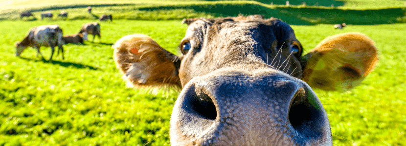Se puede predecir e influir en la resistencia de los animales