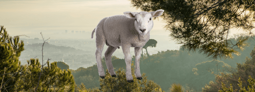 Un pastor de ovejas se atrinchera en un cercado público de Collserola tras perder su adjudicación