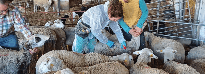 Agricultura inicia la vacunación contra la lengua azul