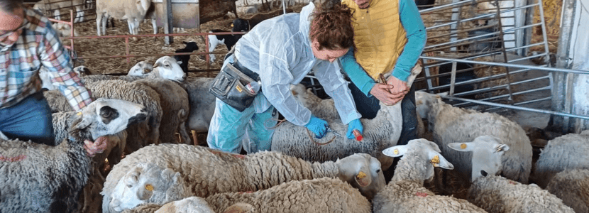 Agricultura inicia la vacunación contra la lengua azul