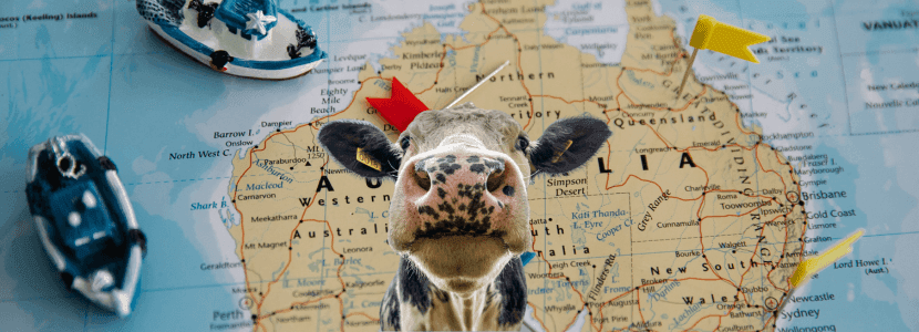 Una granja lechera australiana sacrificará 700 vacas tras la rescisión de un contrato lechero