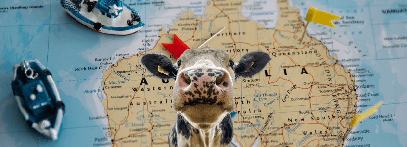 Una granja lechera australiana sacrificará 700 vacas tras la rescisión de un contrato lechero