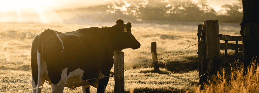 Ya hay menos de 10.000 ganaderos de vacuno de leche