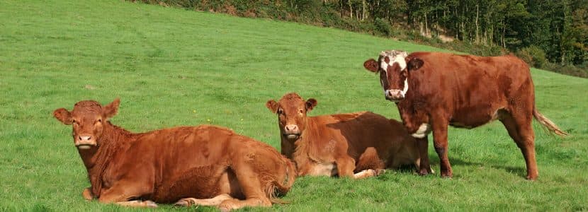 Las medidas en sanidad animal son insuficientes según Unión de Uniones