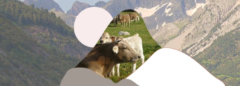 Cómo elegir un buen semental: funcionamiento del centro de testaje de la raza Bruna dels Pirineus