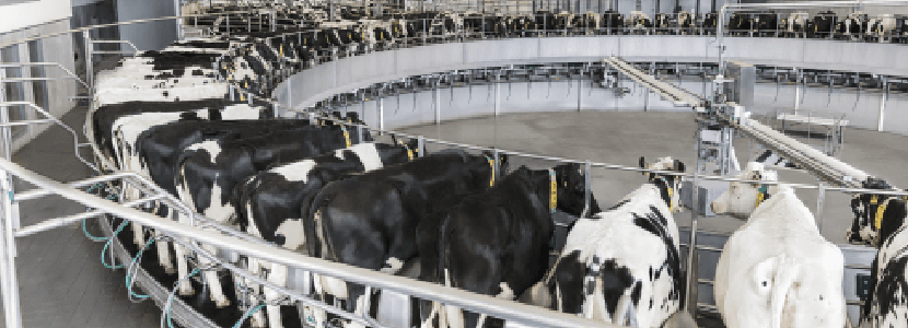 La sala de ordeño rotativa T8900 está de aniversario en España