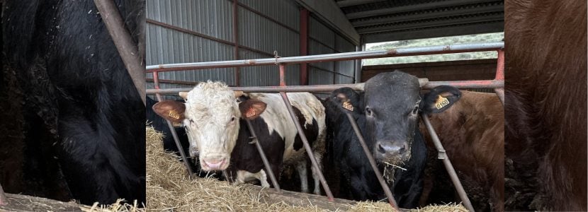 Importadores japoneses visitan España para conocer la calidad de la carne de vacuno