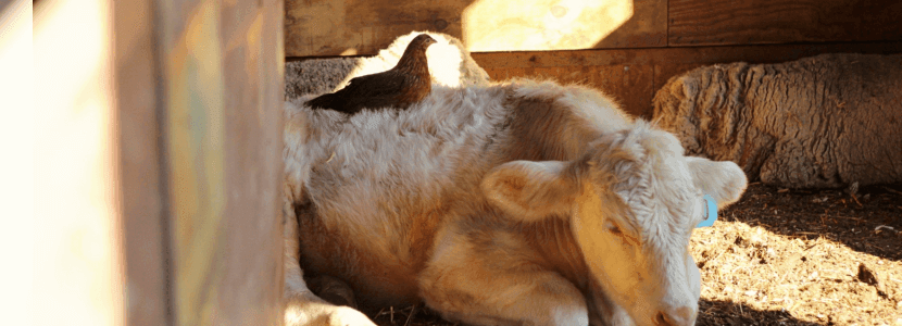 Nueva variante del virus de la gripe aviar en vacas