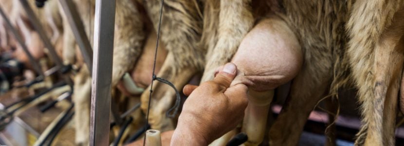 El estrés por calor afecta la producción y calidad de la leche en ovejas lecheras