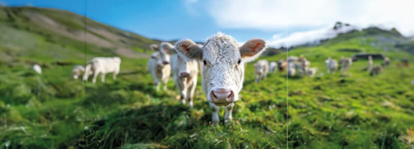 Mycoplasma bovis incrementa su papel clínico-epidemiológico en el complejo respiratorio bovino