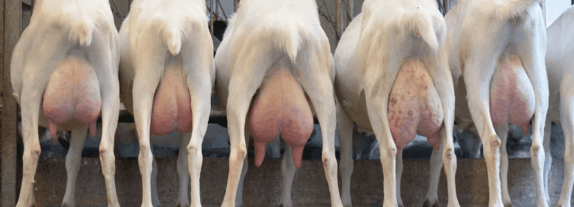 ASAJA exige soluciones urgentes para el sector de la leche