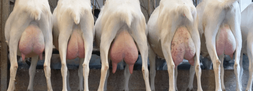 ASAJA exige soluciones urgentes para el sector de la leche