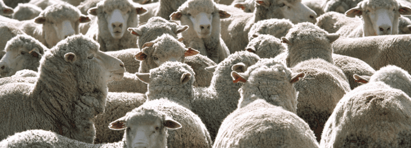 La carne de cordero y cabrito se posiciona como opción moderna y sostenible