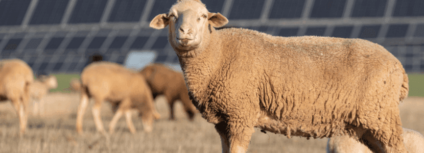 Pastoreo FV: La integración de la ganadería en plantas fotovoltaicas