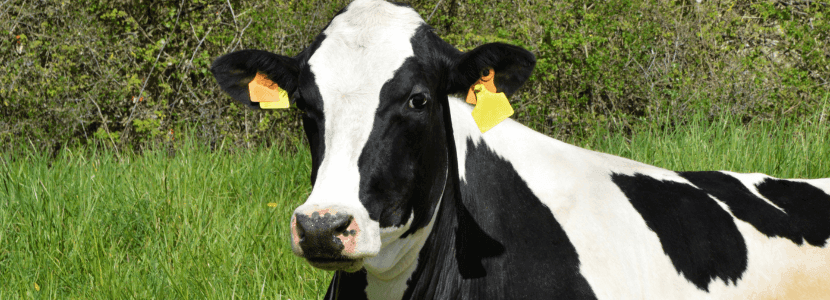 Impacto del pasto y la cosecha en la producción de leche